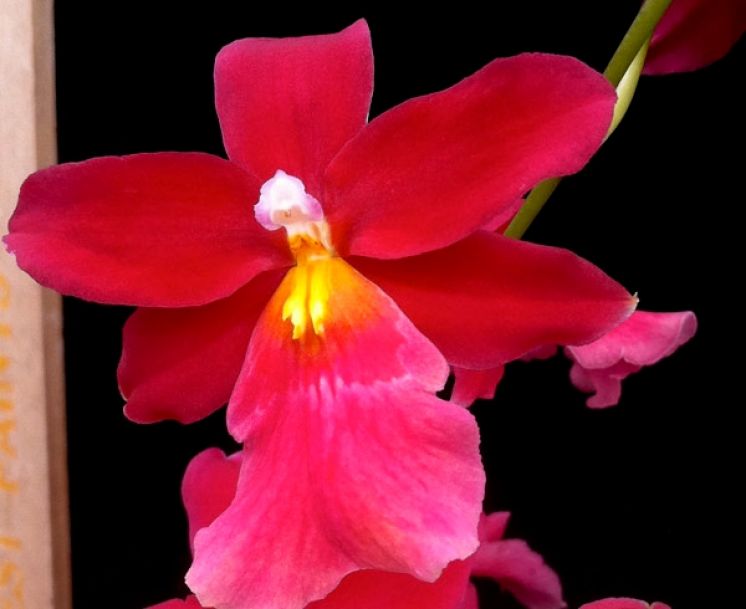 Francine 'Roseglow'